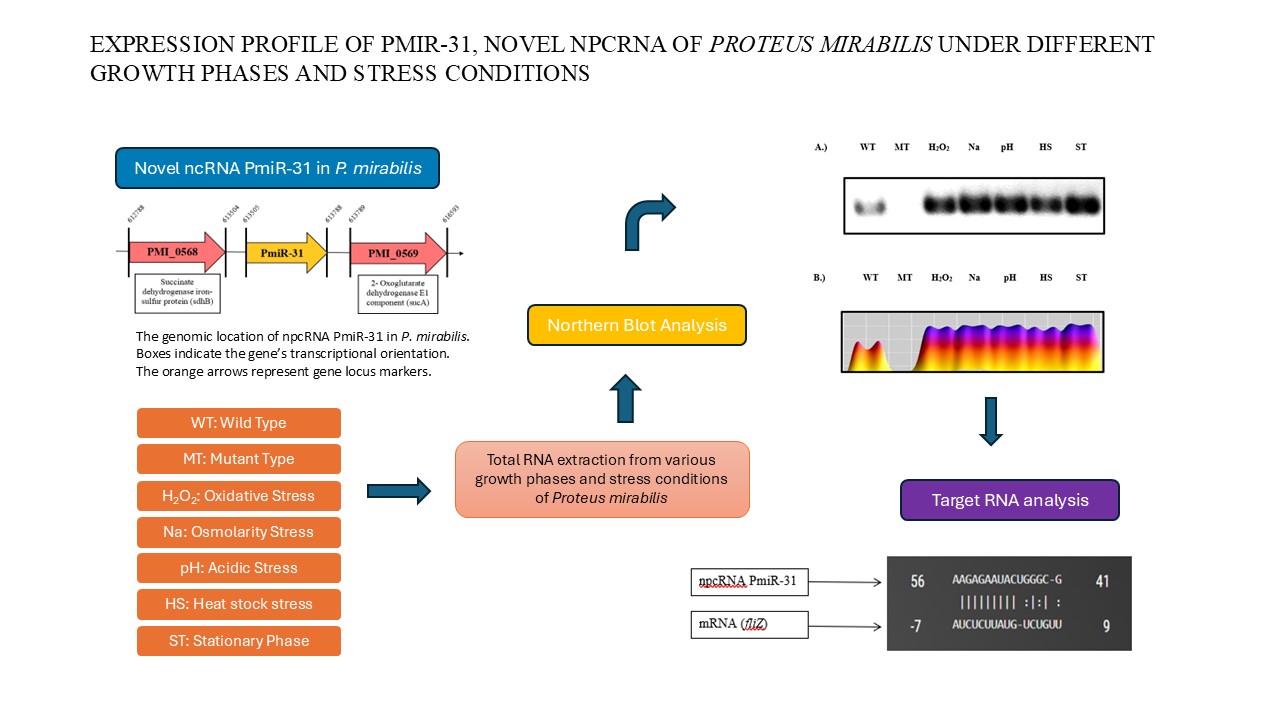 Graphical abstract
